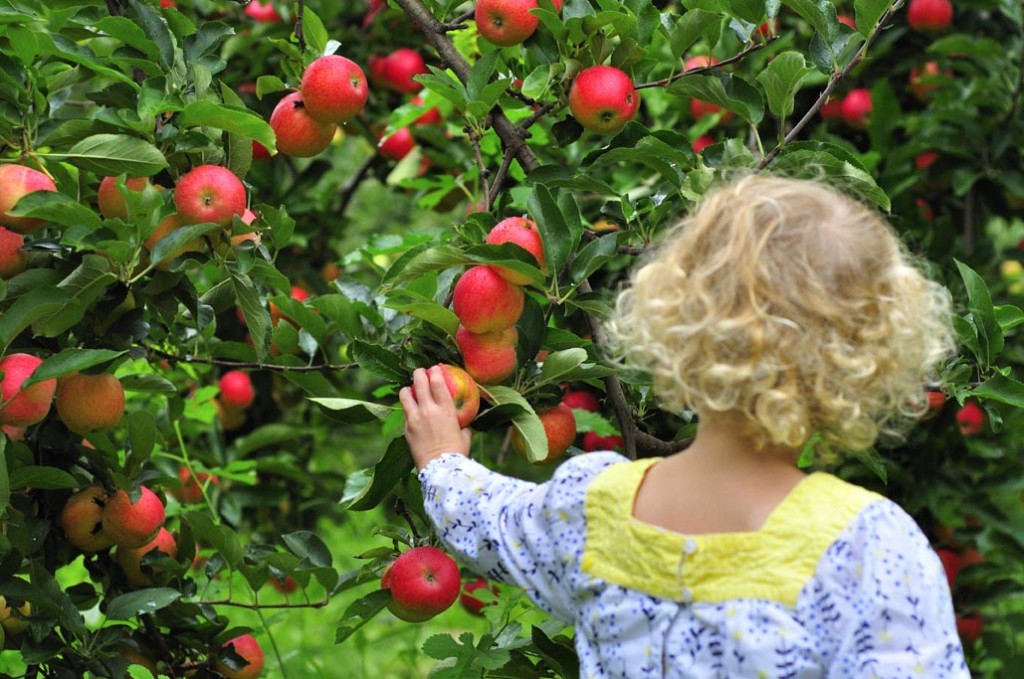 Child picking an apple.