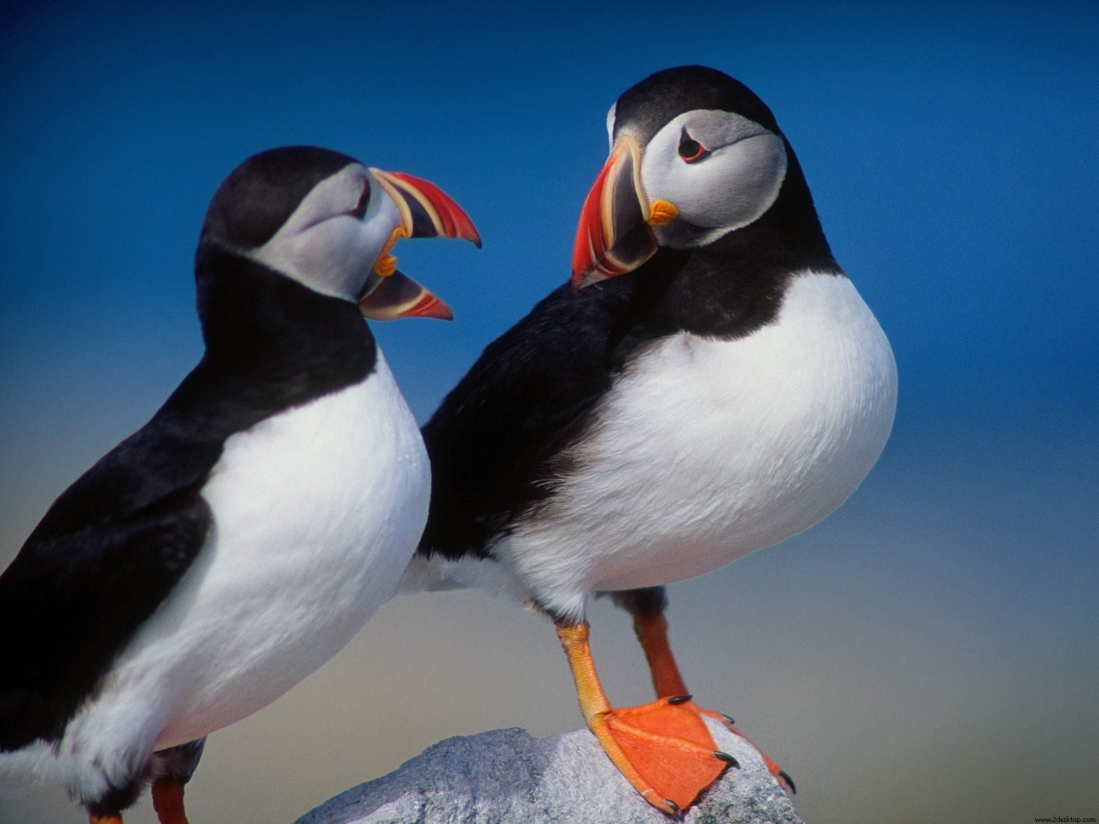 Puffins