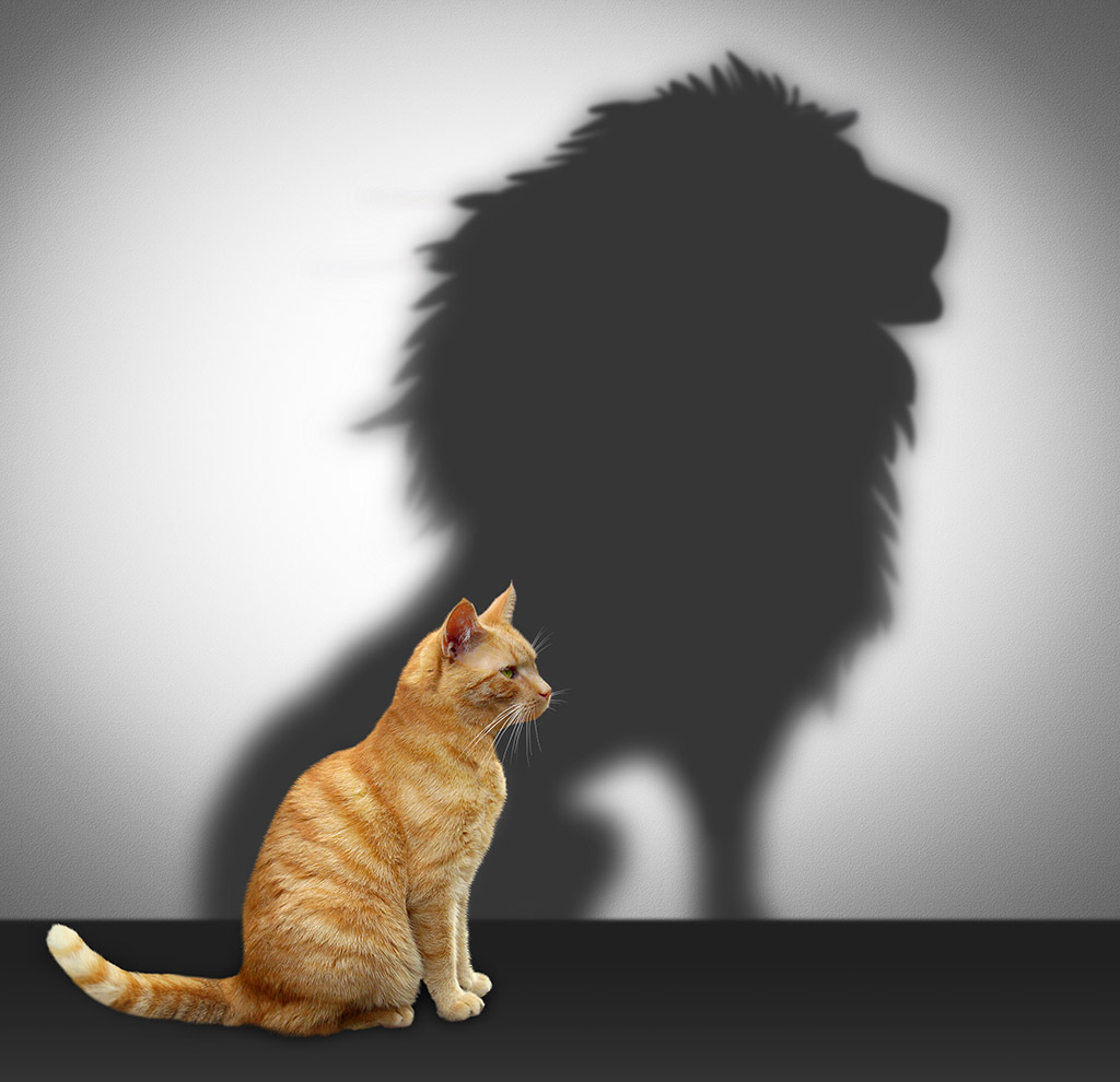 Courage/fear Cat/Lion Image